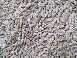 АРПА . Ячмень