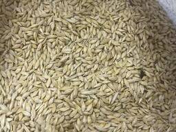 Ячмень Фуражный (Кормовой) 大麦