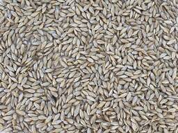 Ячмень от производителя / Barley from the manufacturer
